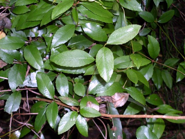 Файл:Aphanopetalum resinosum Eastwood.JPG