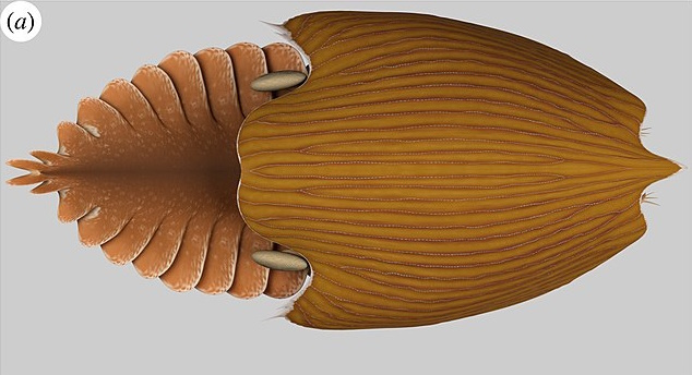 File:Titanokorys gainesi lateral view.jpg