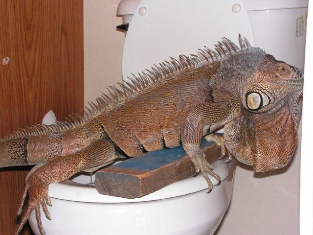 File:Wizard the toilet-trained iguana.jpg