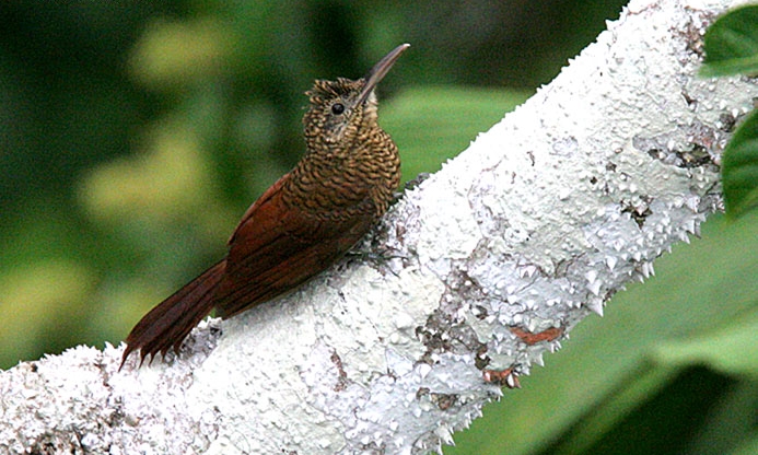 Archivo:Amazonian Barred-woodcreeper (Dendrocolaptes certhia).jpg