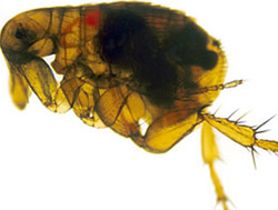 Archivo:Flea infected with yersinia pestis.jpg