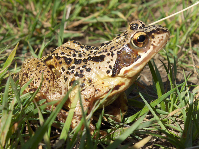 Файл:Frog - geograph.org.uk - 204620.jpg