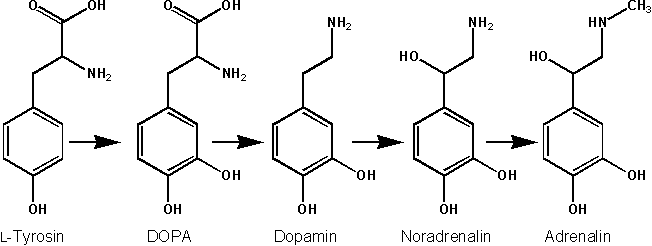 File:Biosynthese Adrenalin.png