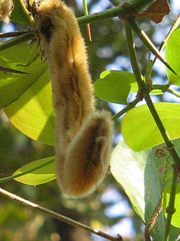 File:Mucuna-pruriens-fruit.jpg