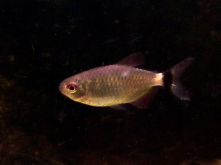 File:Red eye tetra.jpg