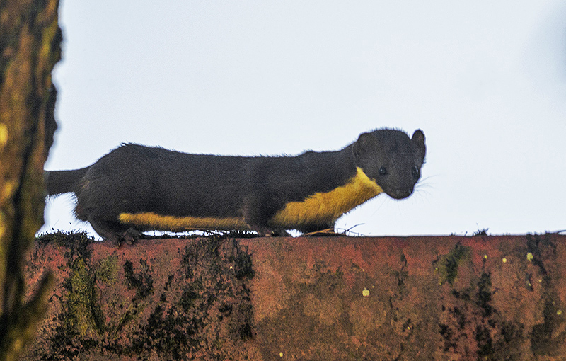 File:Yellow bellied weasel, Shillong, India.jpg