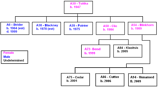 A30, Tsitika, and descendants