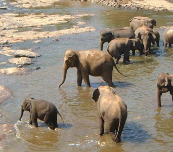 File:Asianelephants80.jpg