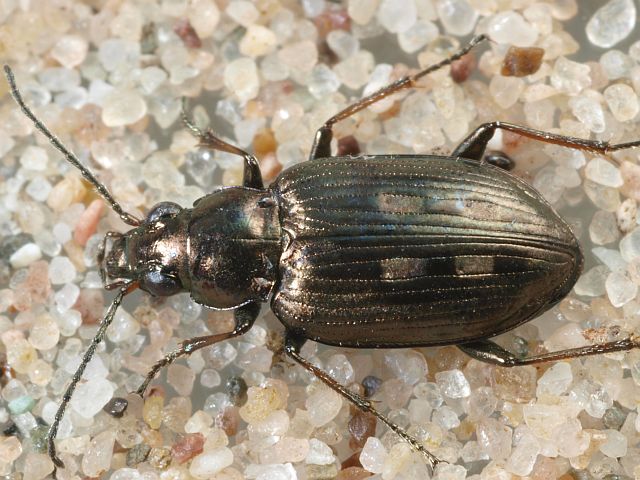 Файл:Bembidion argenteolum.jpg