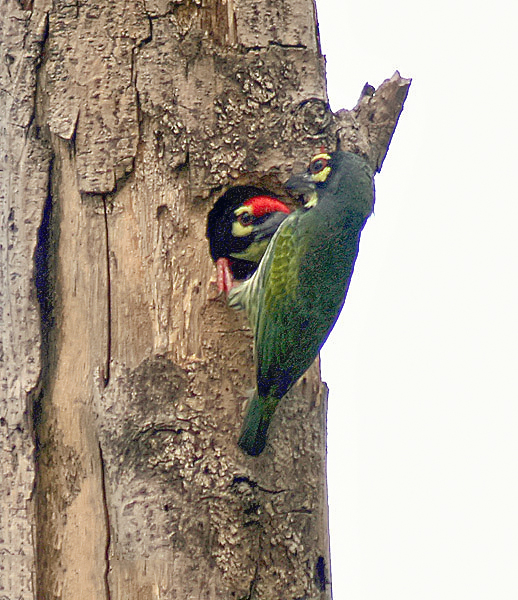 Archivo:Coppersmith Barbet I IMG 1717.jpg