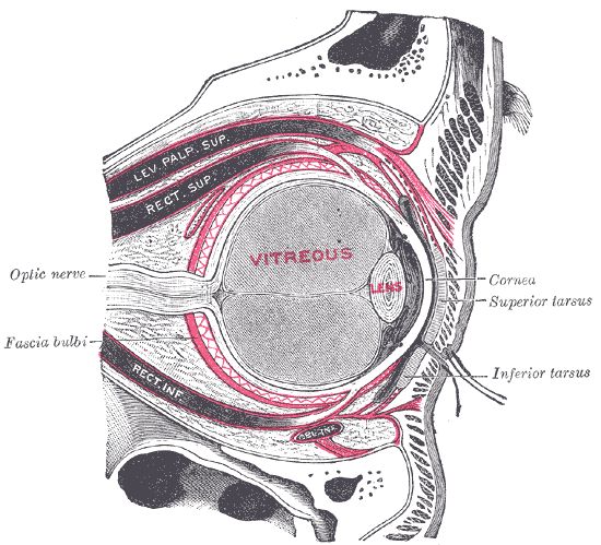 File:Eyesheaths.jpg