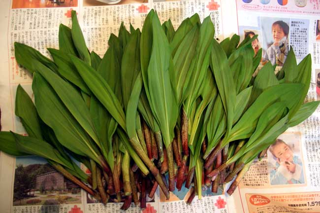 Файл:Allium ochotense, edible wild plants, Hokkaido Japan.jpg