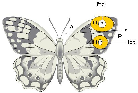 File:Butterflywiki.jpg