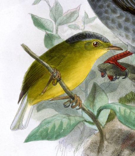 File:Culcipeta tephrocephala Anderson, 1871 - J. G. Keulemans.jpg