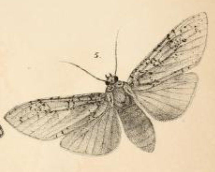 File:Lophocampa luxa.png