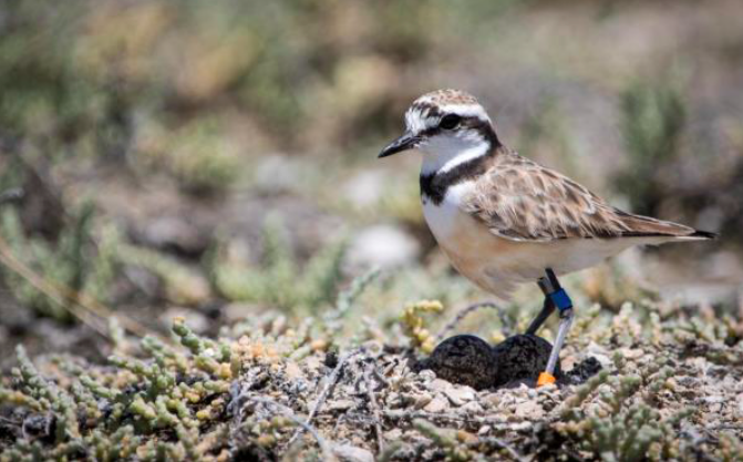 File:Malagasy plover.png