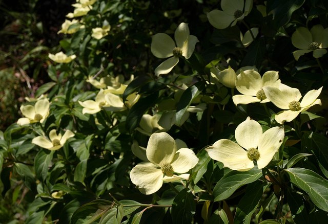 Файл:Pacific Dogwood, Coleton Fishacre - geograph.org.uk - 1365330.jpg