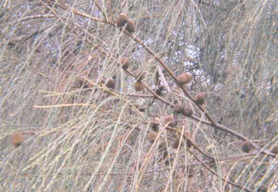 File:Sheoak cones medium.jpg