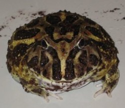 File:Cranwell's horned frog.jpg