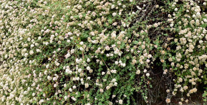 File:Eriogonum parvifolium 1 cropped.jpg