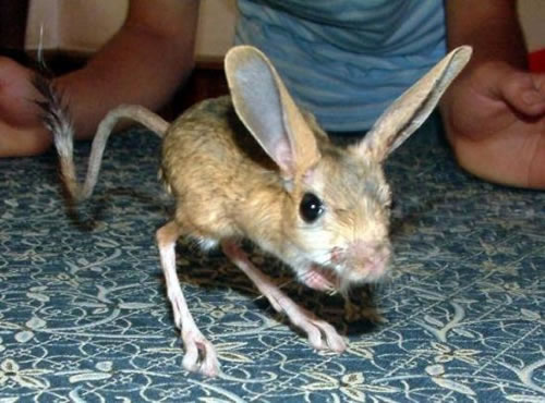 Файл:Four-toes-jerboa.jpg