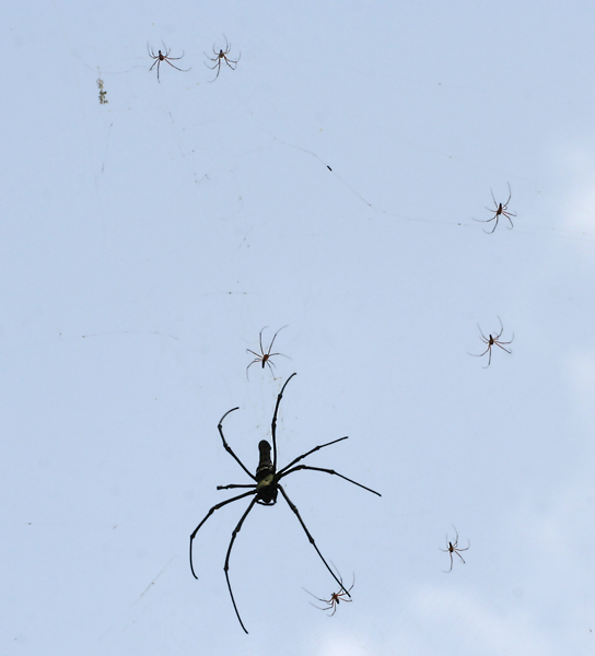 File:Giant Wood Spider (Nephila pilipes) W IMG 2806.jpg