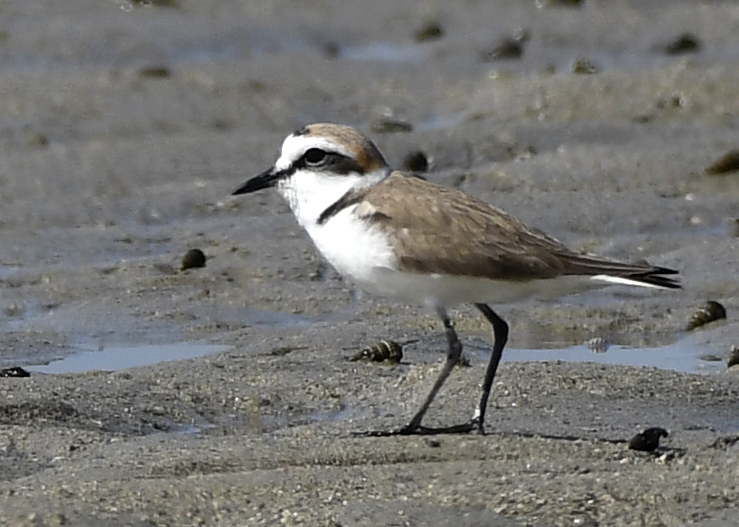 File:Kentish Plover AMSM5085 2 KPLO.jpg