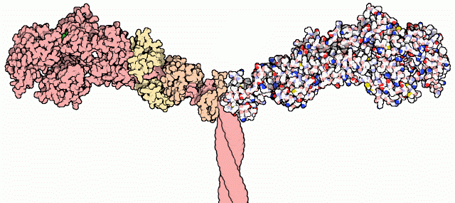 File:Myosine.gif