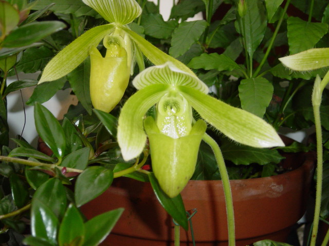 File:Orchid1864.JPG