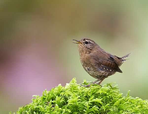 File:Pacific Wren - Vancouver Is. (6842161146).jpg