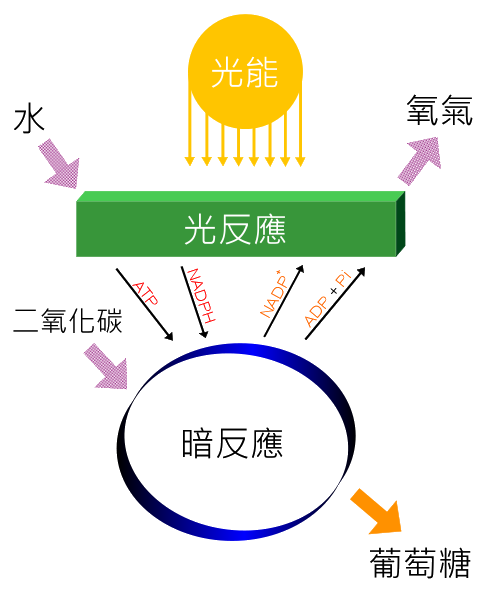 File:Photosynthesis Overview.png