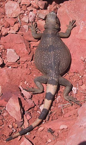 File:Common chuckwalla.jpg