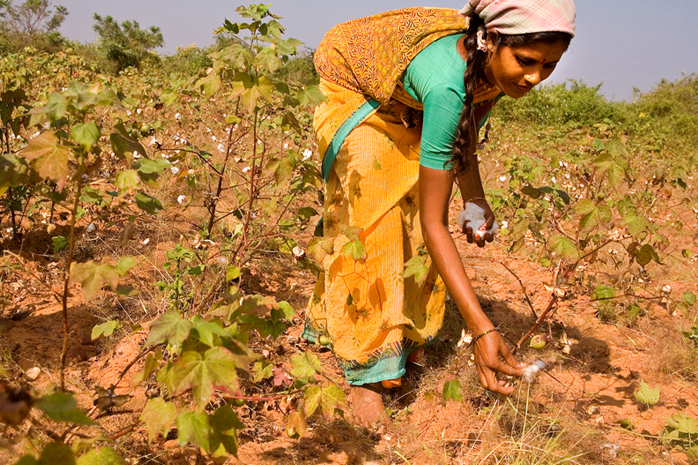 File:Cotton picking in India.jpg