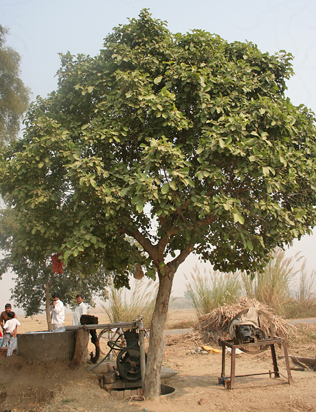 Archivo:Kaim (Mitragyna parviflora)- Young tree W IMG 1229.jpg