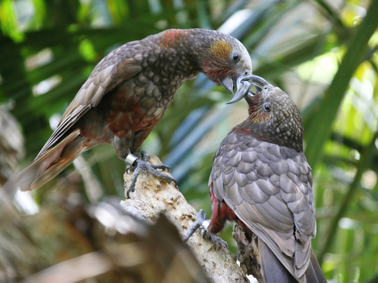 File:Kaka-Parrots.jpg