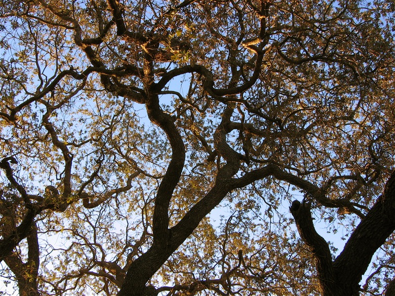 File:Old oak tree, Thousand Oaks CA.jpg