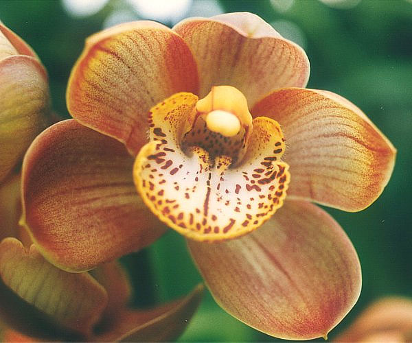 File:Cymbidium-cultivar1.jpg