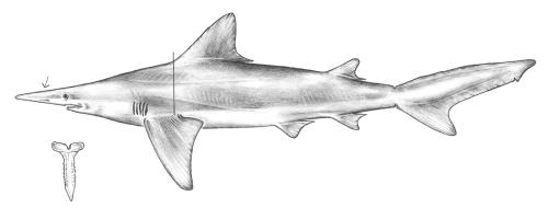 File:Isogomphodon oxyrhynchus drawing.jpg