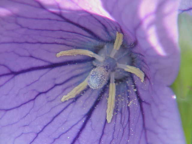 File:Platycodon grandiflorum0.jpg