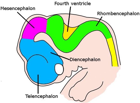 File:6 week embryo brain.jpg