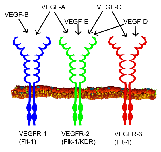 Archivo:VEGF receptors.png