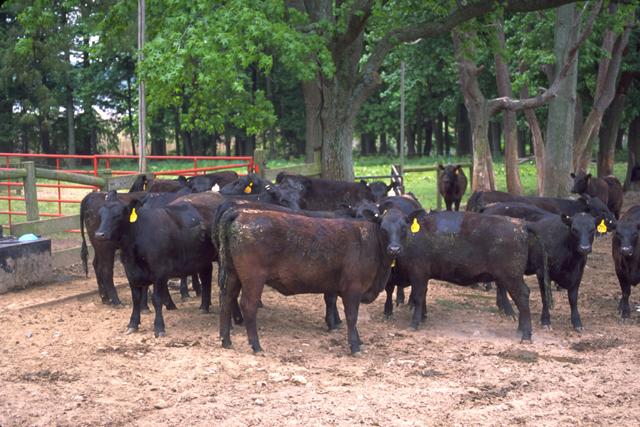 File:Angus cattle 13.jpg