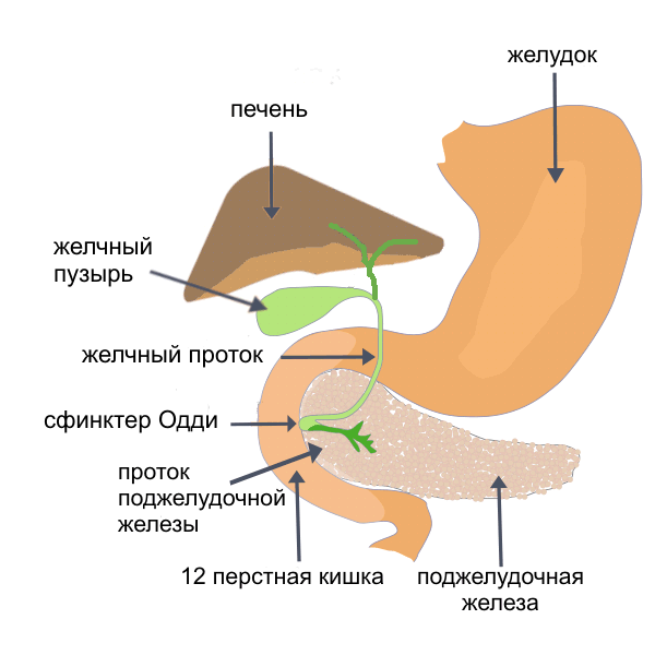 Файл:Illu pancrease2 Rus.gif