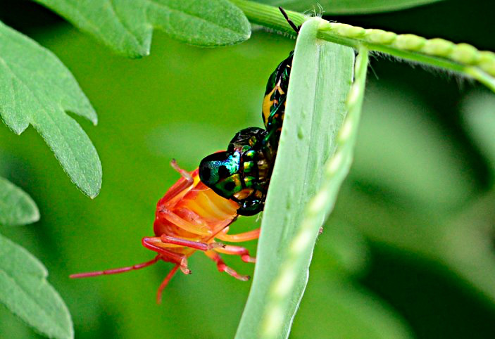 File:Molting Jewel Bug 01.jpg