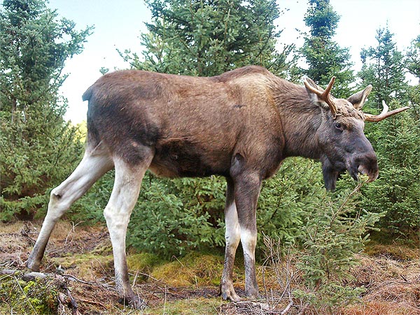 File:Moose-Gustav.jpg