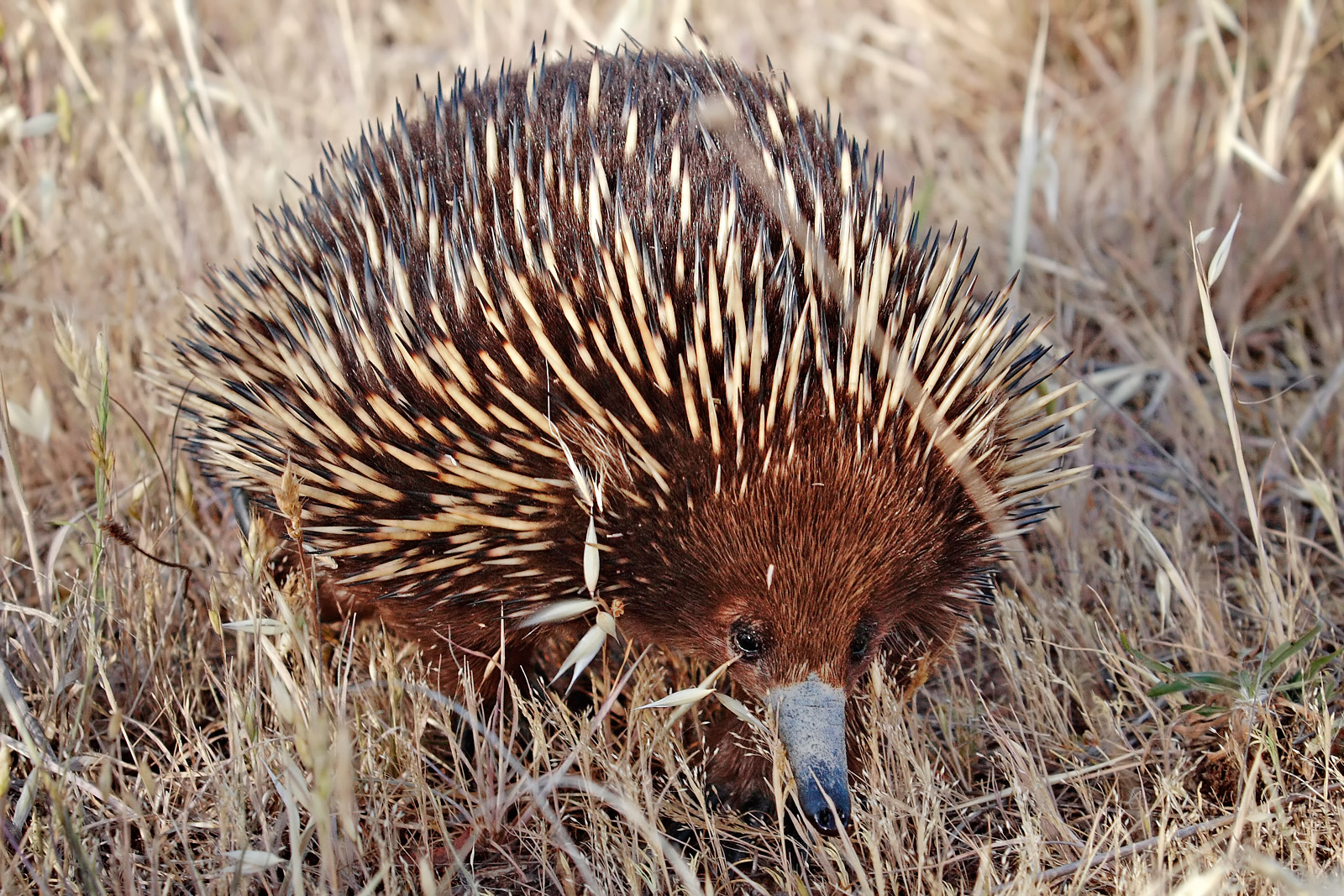 Wild_shortbeak_echidna