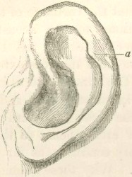 File:1871 Descent F937.1 fig03.jpg