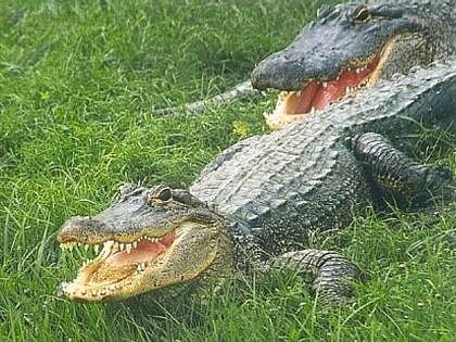 Файл:Alligatoren (Alligator mississippiensis) in Florida.jpg