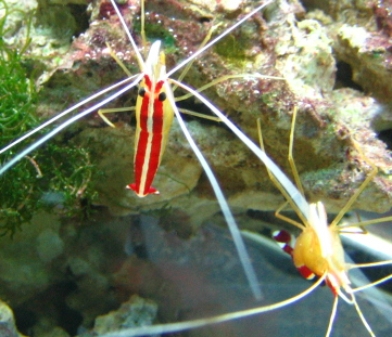 File:Lysmata amboinensis.png