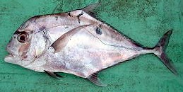 File:African pompano Solomons 2.jpg